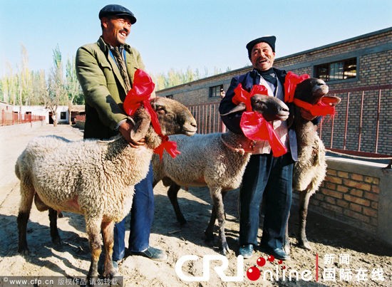 Người dân Tây Tạng kiếm được rất nhiều từ những chú cừu Dolan